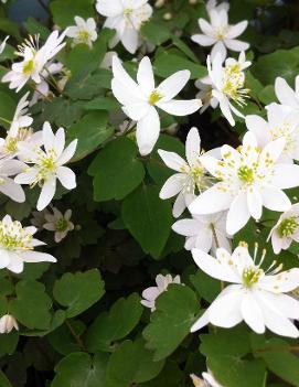 Anemonella thalictroides