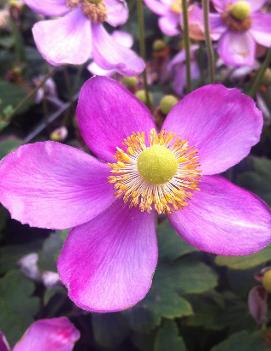 Anemone hupehensis 'Pretty Lady Susan' (PP22331, COPF)