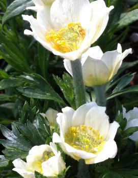 Anemone multifida 'Major'