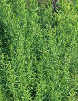 Artemisia dracunculus