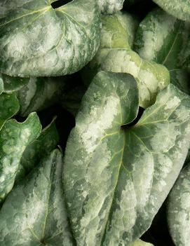 Asarum splendens