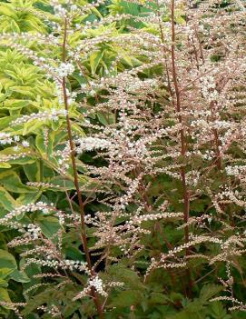 Aruncus x 'Misty Lace' (PP15798)