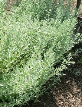 Artemisia ludoviciana