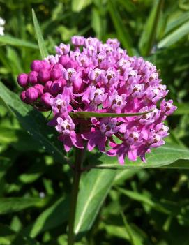 Asclepias incarnata