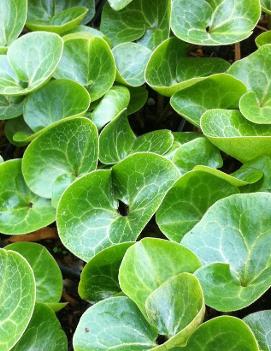 Asarum europaeum