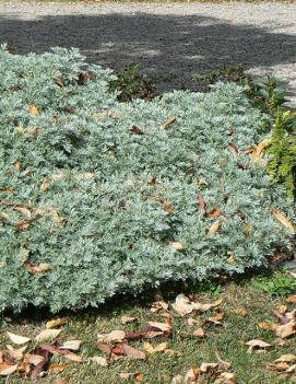 Artemisia x 'Powis Castle'