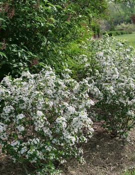 Aronia melanocarpa Low Scape Snowfire® ('SMNAMPEM') (USPP 34,116, Can PBRAF)