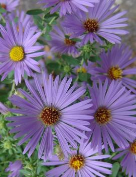 Aster oblongifolius 'October Skies'