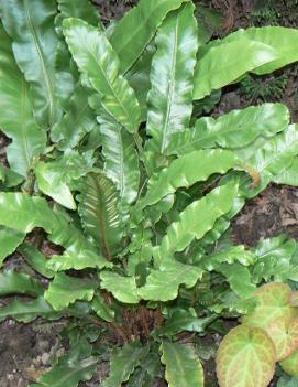 Asplenium scolopendrium