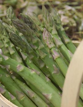 Asparagus officinalis 'Guelph Millennium' (CPBR1427)