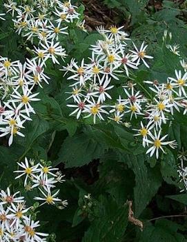 Aster divaricatus