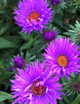 Aster novae-angliae 'Purple Dome' (COPF)