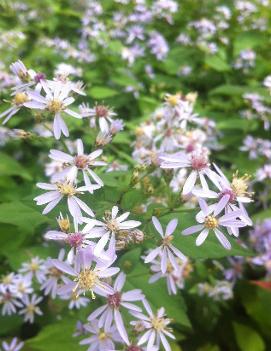 Aster cordifolius