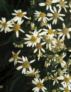 Aster ericoides