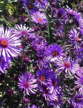 Aster novae-angliae