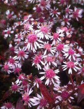 Aster lateriflorus 'Lady in Black'