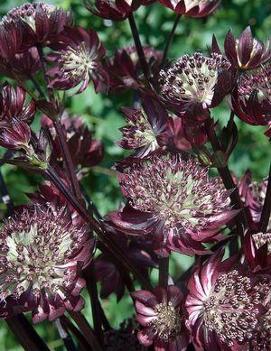 Astrantia major 'Star of Fire' (PP20284)