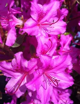 Azalea (Rhododendron) 'Karen'