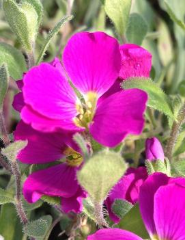 Aubrieta cultorum 'Cascade Red'