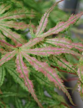 Acer palmatum 'Peaches and Cream'