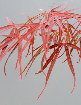 Acer palmatum 'Red Pygmy'