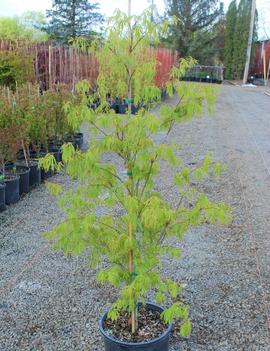 Acer palmatum 'Fascination'