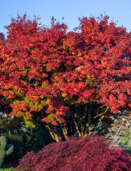 Acer palmatum 'Tobiosho'