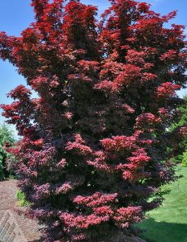 Acer palmatum 'Twombly's Red Sentinel'