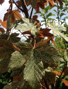 Acer pseudoplatanus 'Esk Sunset'