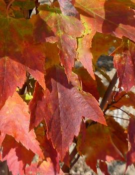 Acer rubrum 'Red Rocket'