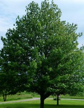 Acer rubrum 'Embers'