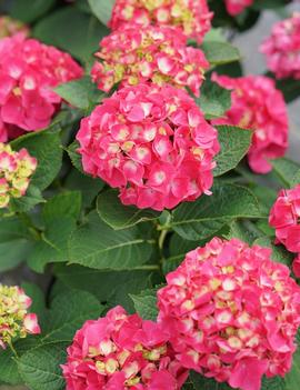 Hydrangea macrophylla Wee Bit Giddy® ('SMNHML') (PPAF, CPBRAF)