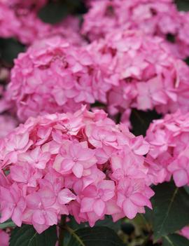 Hydrangea macrophylla x serrata Let's Dance Can Do!® ('SMNHSI') (PPAF)