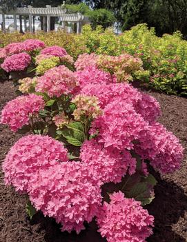 Hydrangea macrophylla Starfield™ ('Hortmafarfa') (USPP32164, CPBRAF)