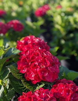 Hydrangea macrophylla Cherry-Go-Round™ ('Hokomaburlac') (USPPAF, CPBRAF)