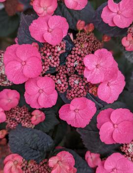 Hydrangea serrata Pink Dynamo™ ('JPDO1') (USPPAF, CPBRAF)