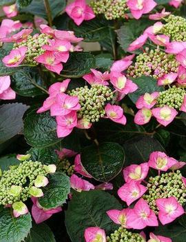 Hydrangea serrata Tuff Stuff Top Fun® ('SMNHSG') (PP35034, CPBRAF)