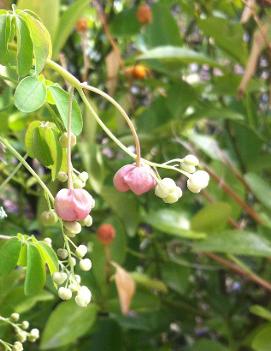 Akebia quinata