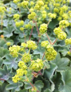 Alchemilla erythropoda