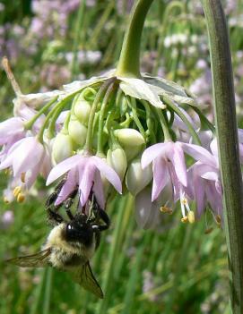 Allium cernuum