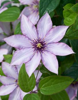 Clematis Samaritan Jo™ ('Evipo075') (PPAF)