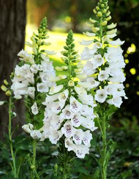 Digitalis purpurea 'Dalmatian White'