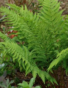 Dryopteris goldiana