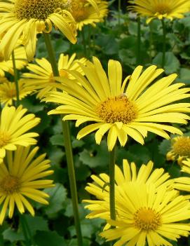 Doronicum orientale 'Little Leo'