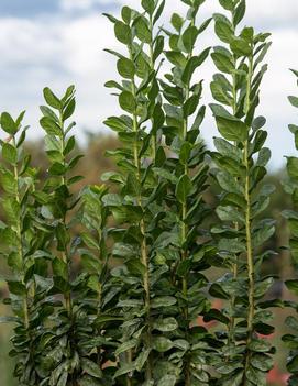 Ligustrum vulgare Straight Talk™ ('Swift')