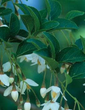 Styrax japonicus