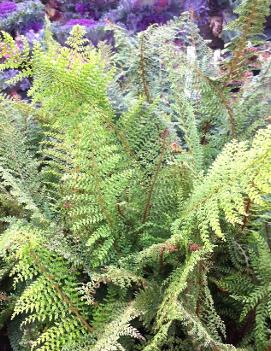 Polystichum setiferum 'Herrenhausen'