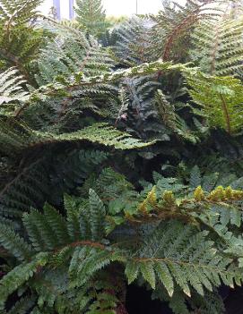 Polystichum polyblepharum