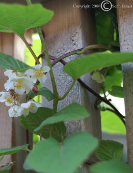 Actinidia arguta 'Issai'