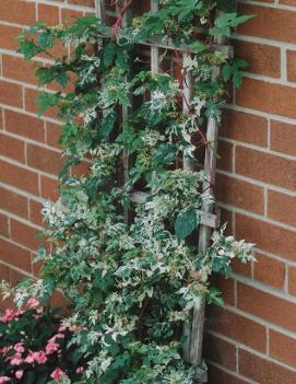 Ampelopsis brevipedunculata 'Elegans'